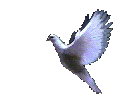 dovec2.gif